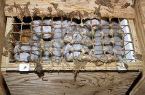 In Norwegen werden die Pelztiere in Farmen gehalten