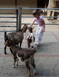 Nicos Farm
