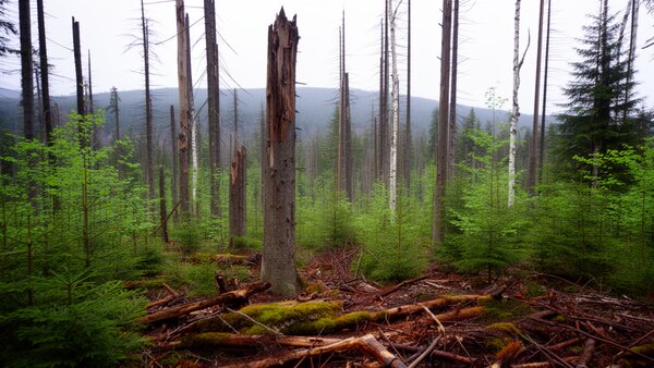 waldsterben harz totholz naturverjuengung Abgestorbene silbergraue Fichtenstämme im Harz umgeben von nachwachsenden jungen Ebereschen, Birken und Buchen