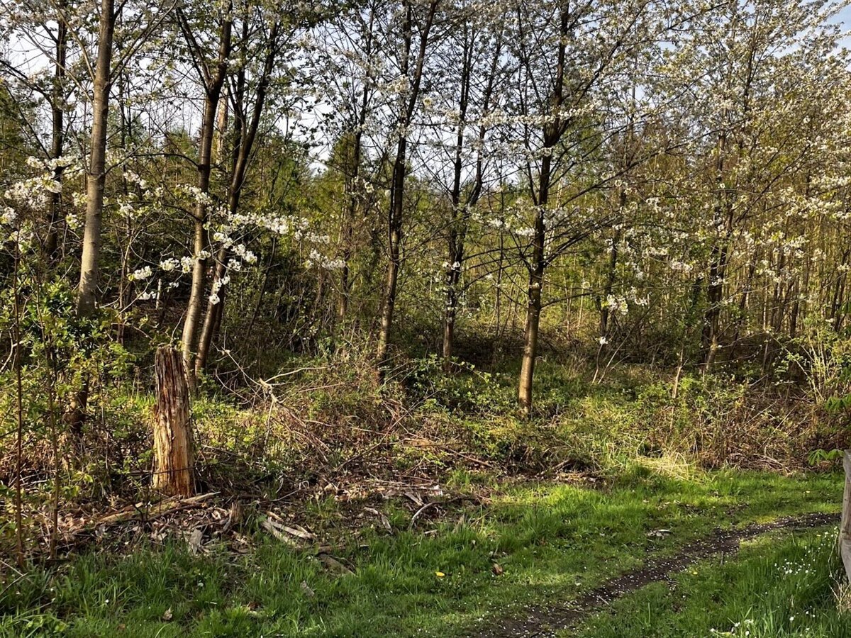 Waldweg im Elm mit Bäumen und Frühlingslicht