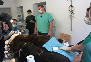 /media/photos/gegebenheiten/braunbaer-siggi-auf-dem-op-tisch.jpg